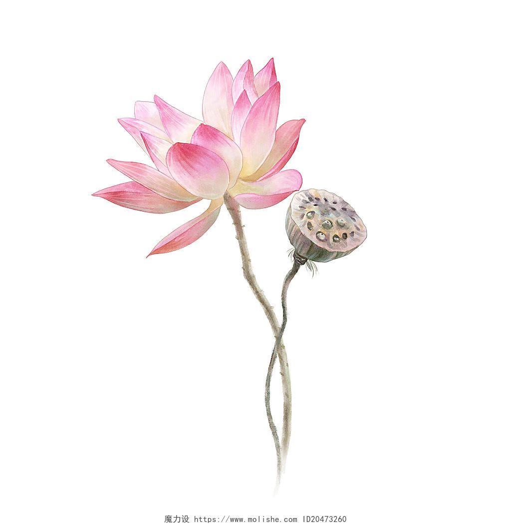 水墨荷花元素莲花植物写实水彩手绘中国风古风国画PNG透明插画